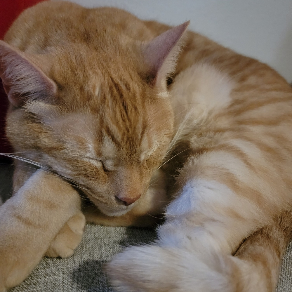 Meet your Posher, Helen